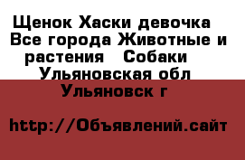 Щенок Хаски девочка - Все города Животные и растения » Собаки   . Ульяновская обл.,Ульяновск г.